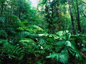 Rainforest