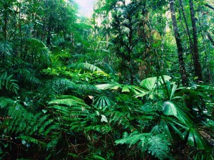 Rainforest-300x225